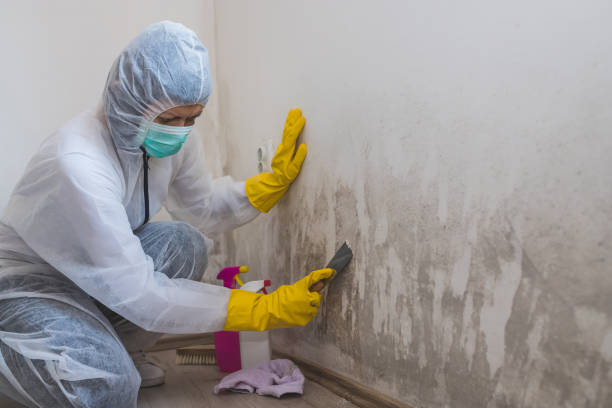 Best Health and Safety Mold Remediation in Church Hill, MD