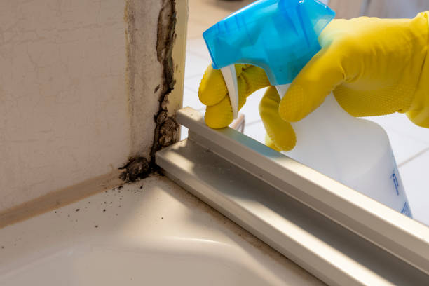 Best Commercial Mold Remediation in Church Hill, MD