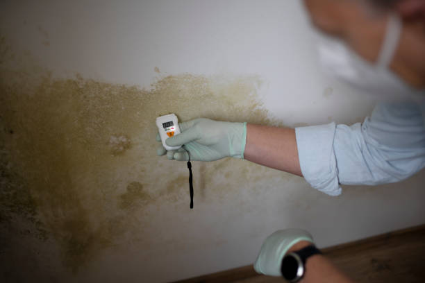 Reliable Church Hill, MD Mold Remediation Solutions