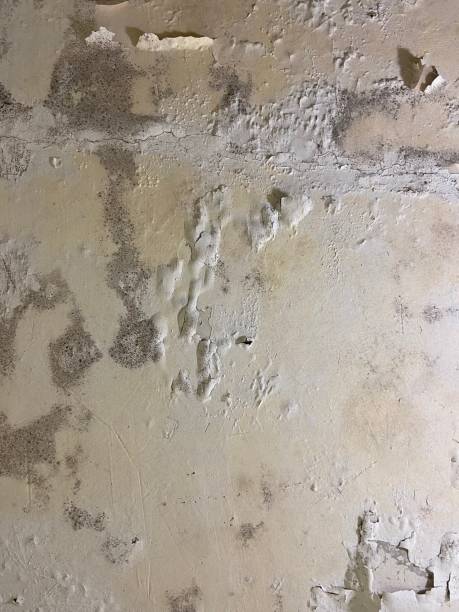 Best Basement Mold Remediation in Church Hill, MD