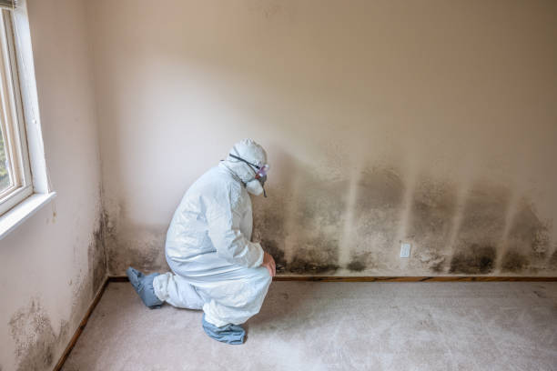 Best Industrial Mold Remediation in Church Hill, MD