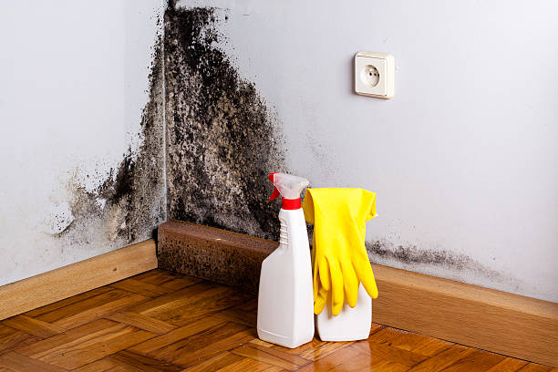 Best Localized Mold Remediation (e.g., coastal areas, humid climates) in Church Hill, MD