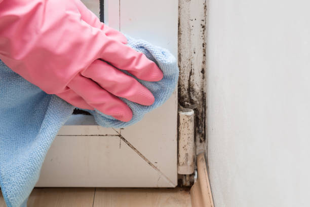 Best Post-Flood Mold Remediation in Church Hill, MD
